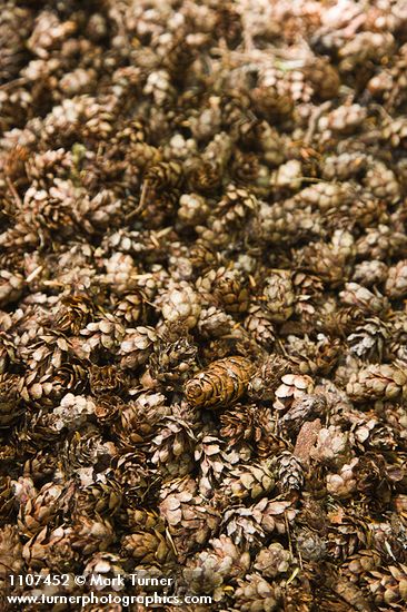 Western Hemlock & Douglas-fir cones