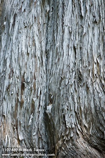 Yellow Cedar bark
