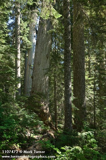 Yellow Cedar among Mountain Hemlocks
