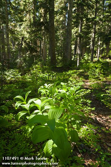 Green Corn Lilies on forest floor under Mountain Hemlocks