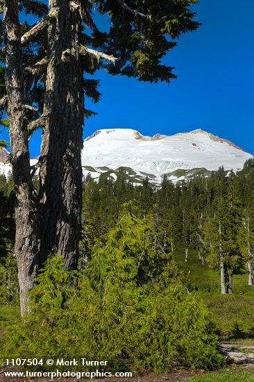 Mt. Baker framed by Mountain Hemlocks at Mazama Park