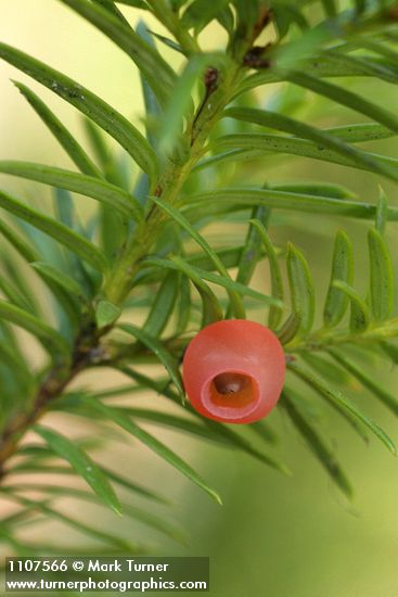 Western Yew fruit & foliage detail