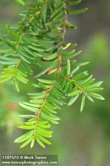 Western Yew foliage detail