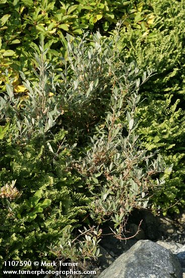 Shortfruit Willow (female)