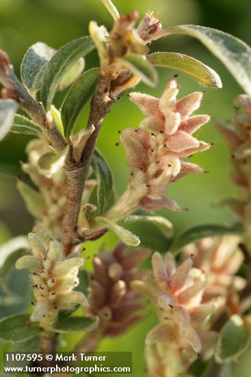 Shortfruit Willow female aments & foliage detail