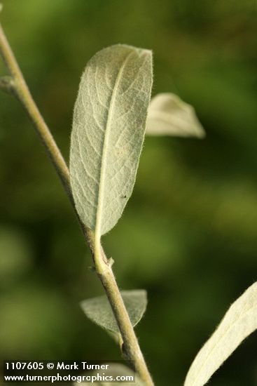 Shortfruit Willow foliage underside detail
