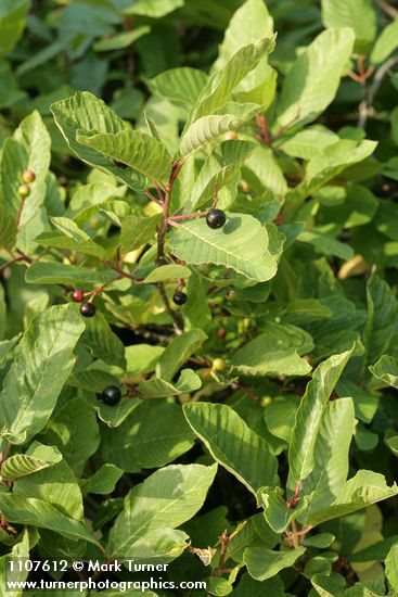 Cascara (shrub form) fruit & foliage