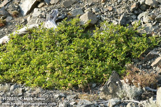 Cascara (shrub form) on serpentine