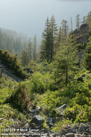 Douglas-firs,Cascara (shrub form), Western Yew, Shortfruit Willow on serpentine