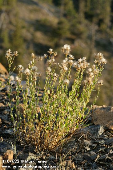 Narrowleaf Brickellia, in seed