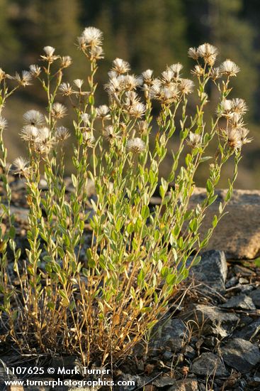 Narrowleaf Brickellia, in seed