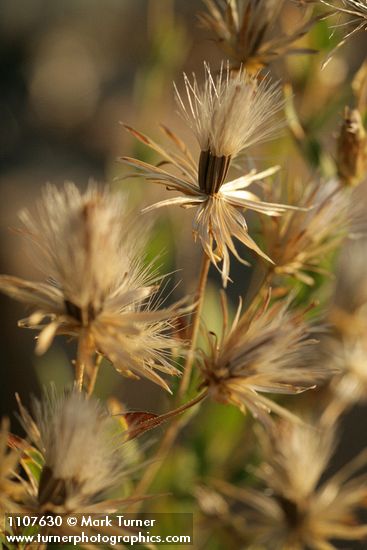 Narrowleaf Brickellia seed heads
