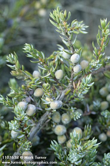 Common Juniper fruit & foliage detail