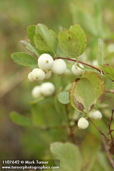 Creeping Snowberry fruit & foliage detail