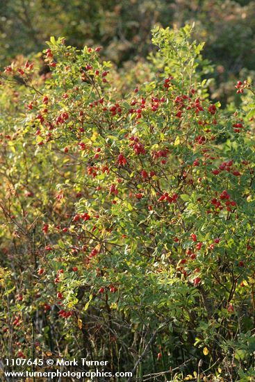 Pearhip Rose in fruit