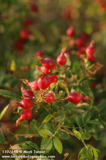 Pearhip Rose fruit & foliage