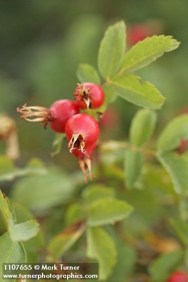 Pearhip Rose fruit & foliage