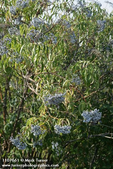 Blue Elderberry fruit & foliage