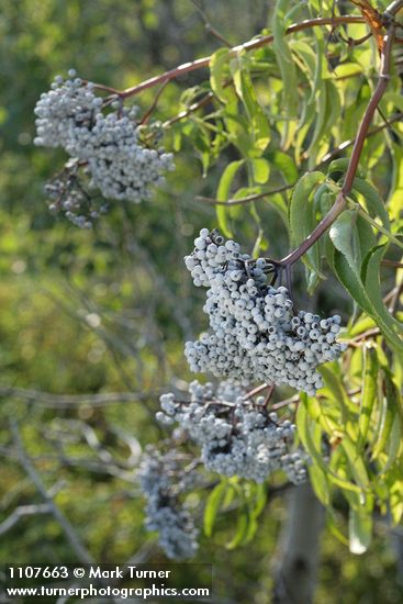 Blue Elderberry fruit & foliage