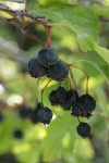 Black Hawthorn fruit