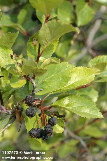 Black Hawthorn fruit & foliage