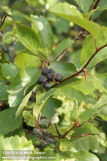 Black Hawthorn fruit & foliage