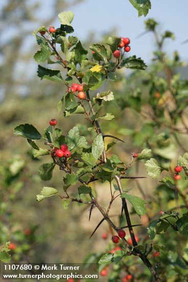 Piper's Hawthorn fruit & foliage