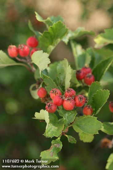 Piper's Hawthorn fruit & foliage