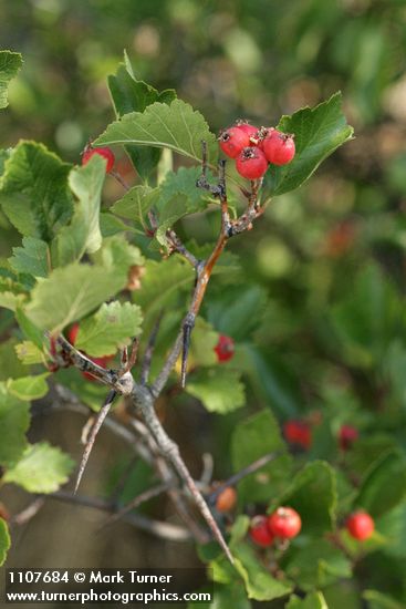 Piper's Hawthorn fruit & foliage