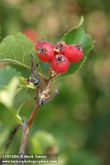 Piper's Hawthorn fruit & foliage