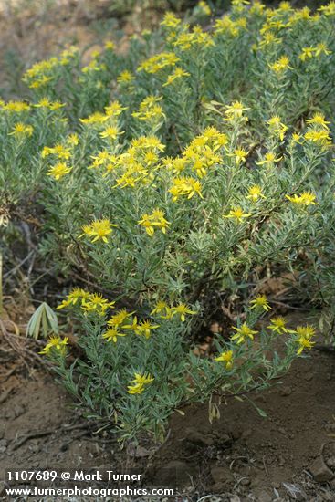 Greene's Goldenweed