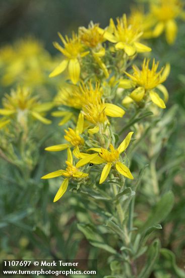 Greene's Goldenweed blossoms & foliage