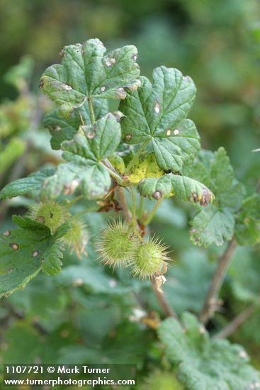 Spiny Gooseberry fruit & foliage detail