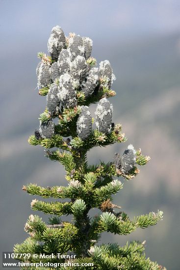 Subalpine Fir cones & foliage