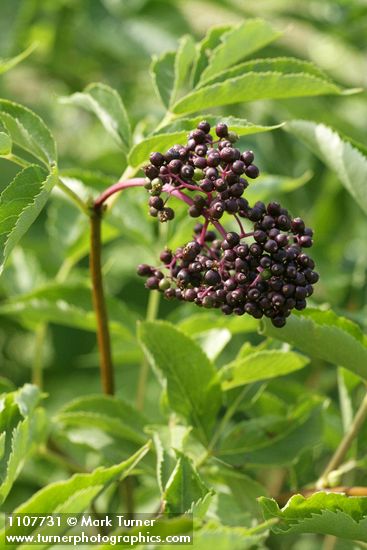 Black Elderberry fruit & foliage
