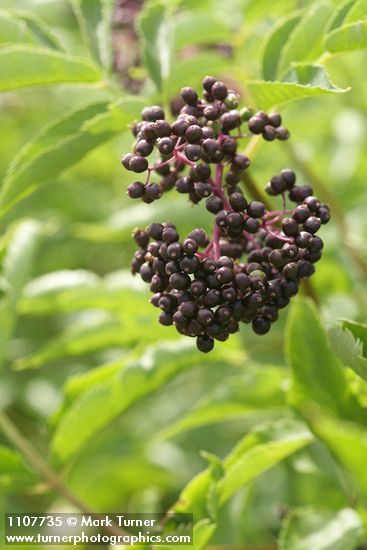 Black Elderberry fruit