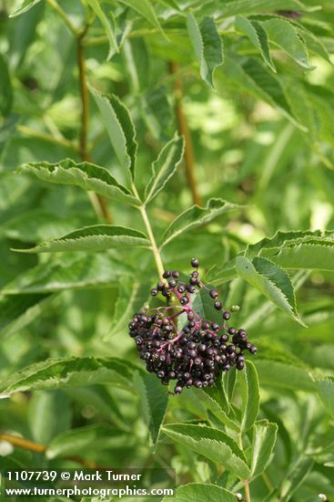 Black Elderberry fruit & foliage