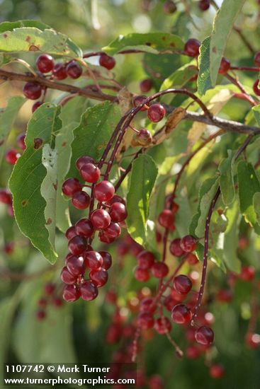 Chokecherry immature fruit & foliage