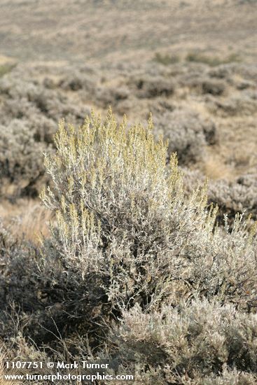 Big Sagebrush in flower