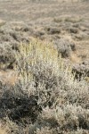 Big Sagebrush in flower