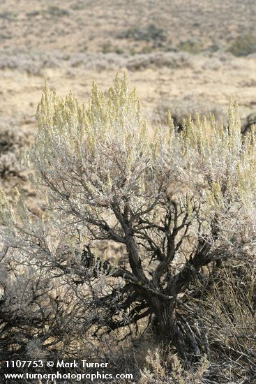 Big Sagebrush in flower