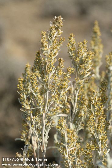 Big Sagebrush blossoms & foliage