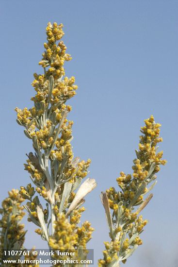 Big Sagebrush blossoms & foliage against blue sky