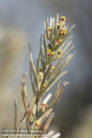 Stiff Sagebrush blossoms & foliage