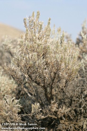 Stiff Sagebrush