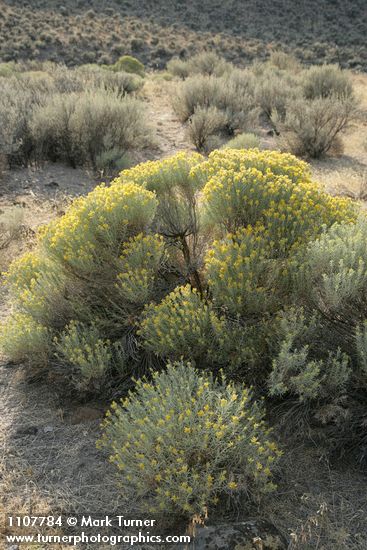 Gray Rabbitbrush