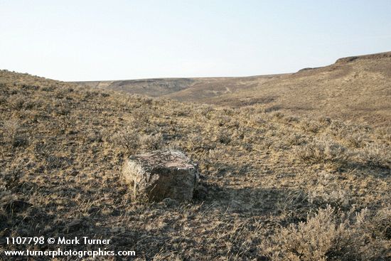 Stiff Sagebrush among dry grasses w/ lichen-covered basalt boulder