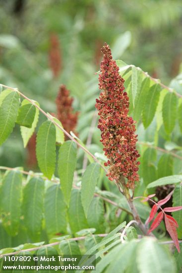 Smooth Sumac fruit & foliage