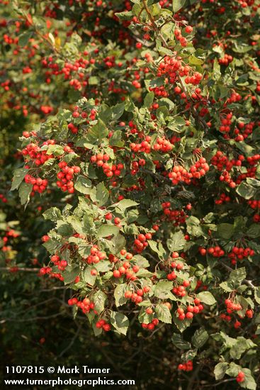 Fleshy Hawthorn fruit & foliage