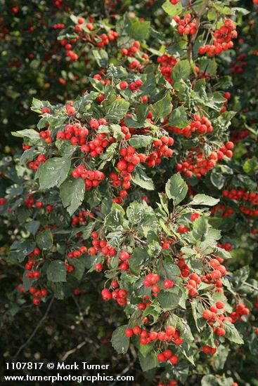 Fleshy Hawthorn fruit & foliage